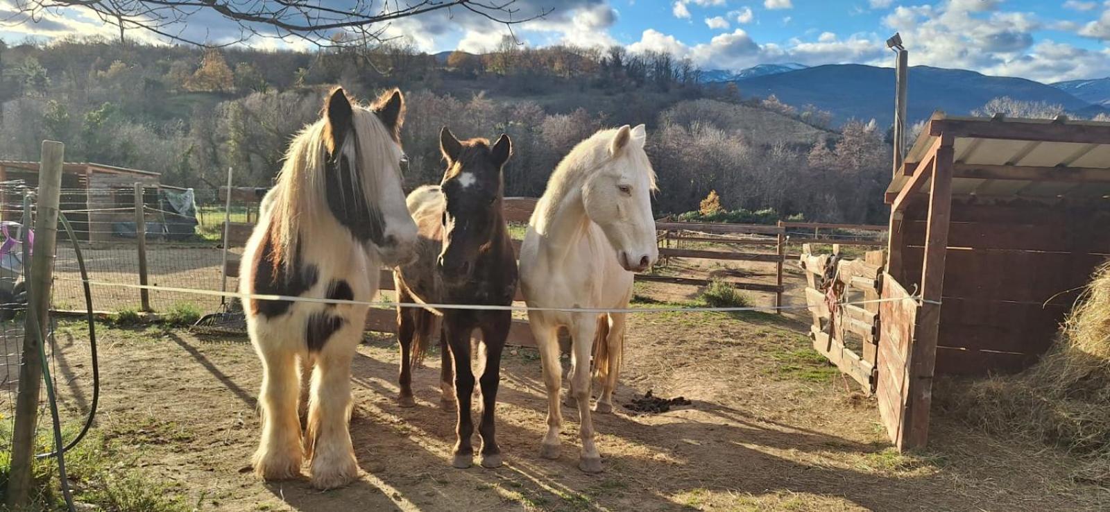 Chambre D'Hotes Le Petit Ranch Los Masos Kültér fotó
